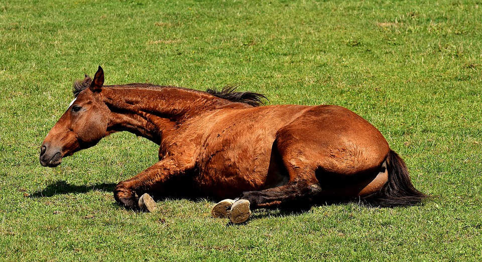 How To Deal With Colic In Horses