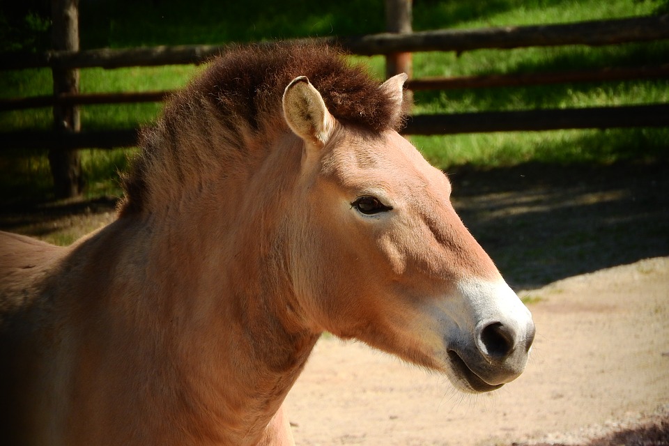 The Rare and Endangered Przewalski Horse