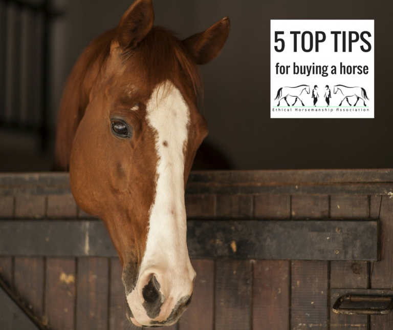 The Ultimate Guide To Finding Baby Horses For Sale Plus Secret Tips - ajzqyy6