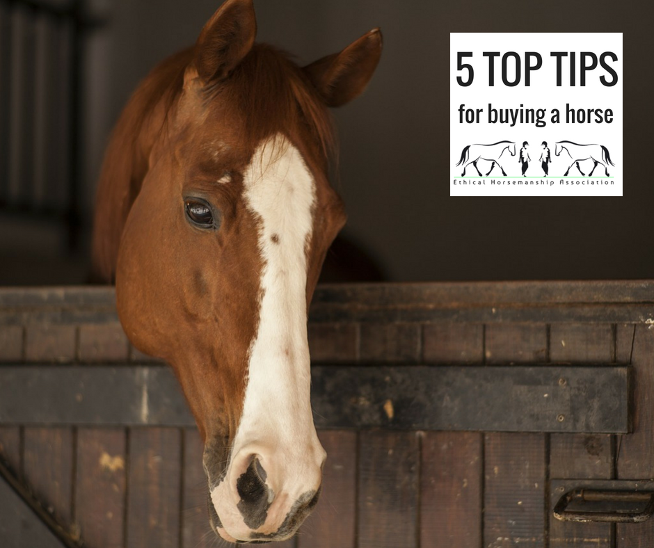 5 Top Tips For Buying A Horse