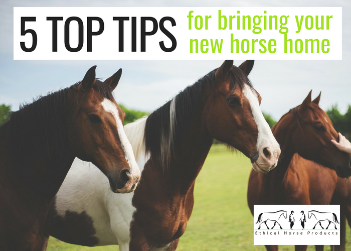 5 Tips For Bringing Your New Horse Home
