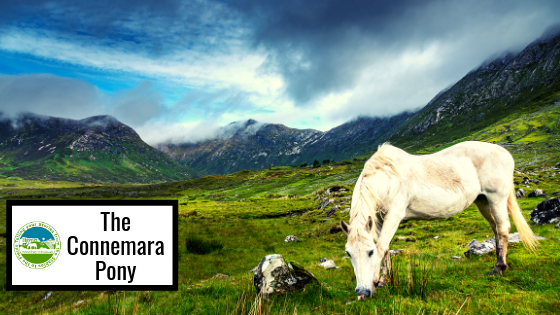 The Connemara Pony