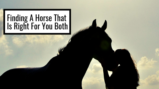 Finding A Horse That Is Right For You Both