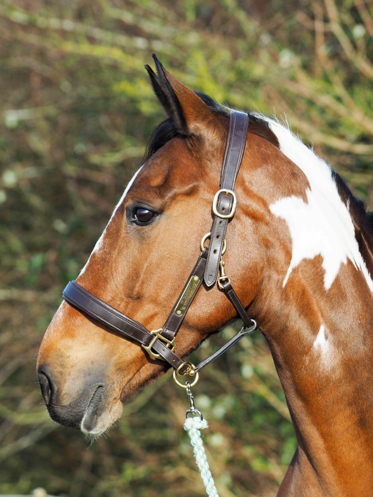 New Study Reveals Headcollar Hazards And Need For Improved Education